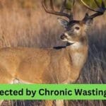 Chronic wasting disease