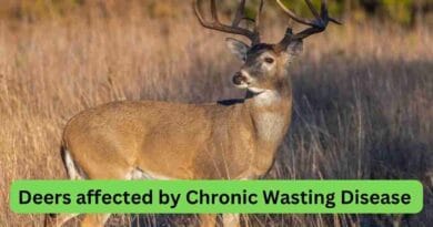 Chronic wasting disease