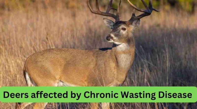Chronic wasting disease