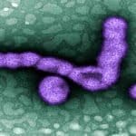 Flu in Georgia